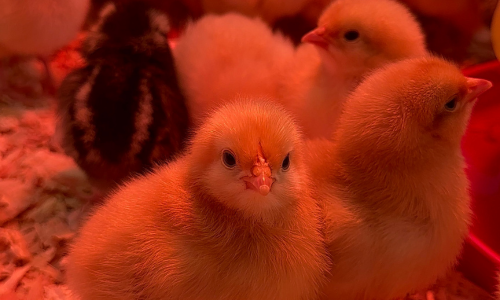 Chicks