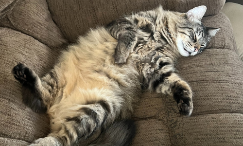 Cat on couch