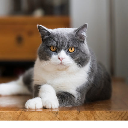 Cat Food & SuppliesWhite and gray cat laying on hardwood floor