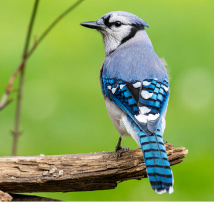 Wild Bird Feed & SuppliesBluejay sitting on a branch