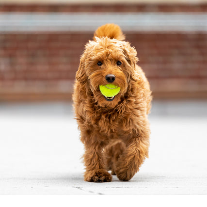 Dog Food & SuppliesDog walking with a tennis ball in its mouth