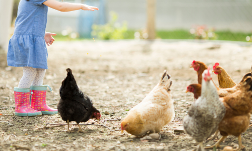 Chickens being fed by a little girl