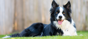 Pet dog laying in the grass