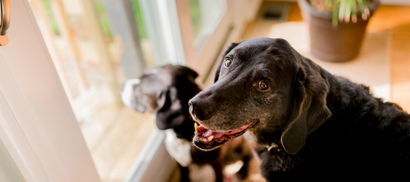 Senior dog looking out of door window in a house