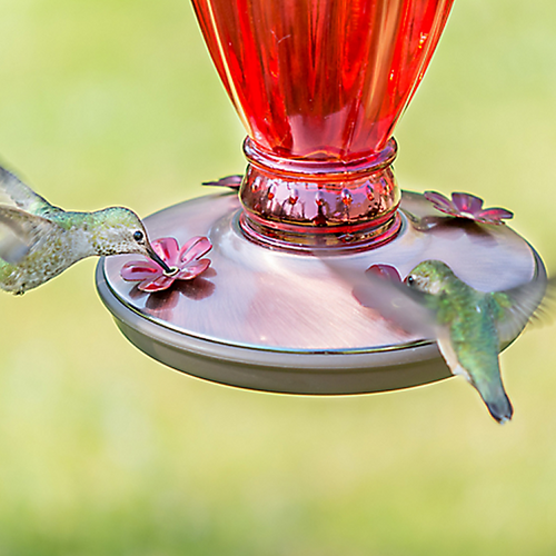 Perky-Pet® Daisy Vase Vintage Hummingbird Feeder - 18 oz Nectar Capacity (1-Count)