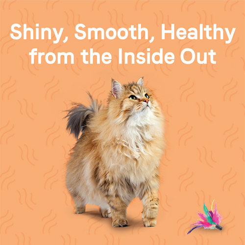 Canidae® Goodness for Skin & Coat Formula with Real Salmon Dry Cat Food (5-lb)