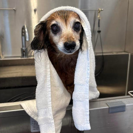 Self-Service Dog Wash